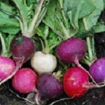 USA Seller 2000 Seeds Radish Seeds Easter Egg Blend Fast Shipping - £13.27 GBP