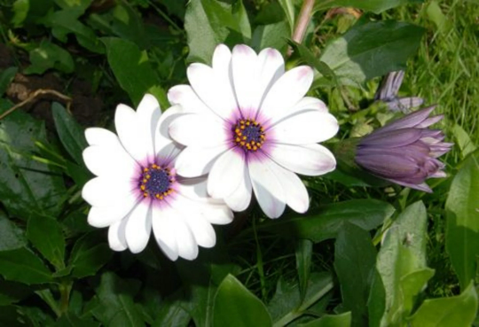 50 African Daisy Osteospermum Tropical Perennial Seeds White & Purple  - $7.18