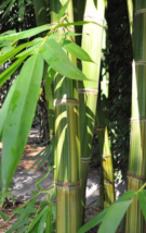 50 Pc Seeds Huang Zhu Bamboo Plant, Perennial Bamboo Seeds for Planting | RK - £13.27 GBP