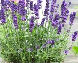 SGHOST 100 True/English/French Lavender Seeds Lavandula Angustifolia Heirloom Fr - £6.59 GBP