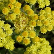 Fast Ship USA Seller Everlasting Seeds Helichrysum Arenarium 40 Seeds - $29.90