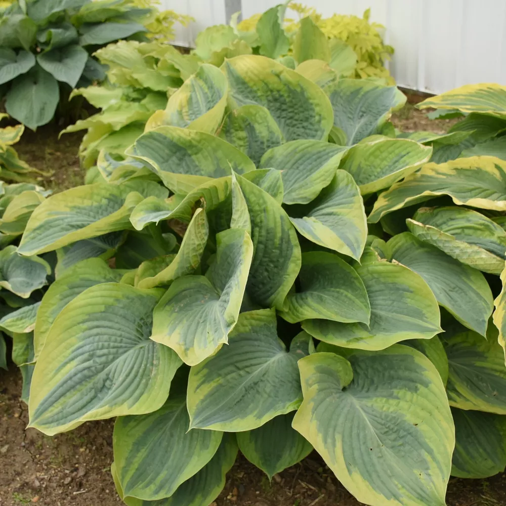Hosta Terms Of Endearment 5.25 Inch Pot Well Rooted Plant Flowers - $36.92