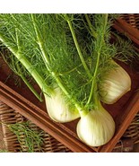 Florence Fennel Seeds One Gram 900 Seeds Tasty Gourmet Specialty Herbs F... - $18.94 CAD