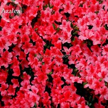 Rose Red Zalea Rhododendron 50 Seeds USA SELLER Garden - £6.34 GBP