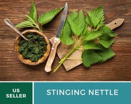 100 Stinging Nettle Seeds Urtica dioica Medicinal &amp; Culinary Plant Herbal Teas - £12.39 GBP