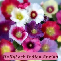 40 Seeds Rare Variety Hollyhock Indian Spring Old Fashioned Cottage - $37.05 MXN