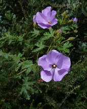 20 Seeds Alyogyne Huegelii Blue Hibiscus - £12.95 GBP