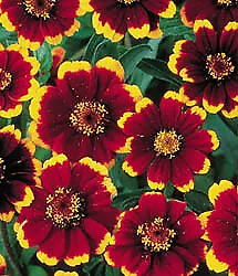 Zinnia Chippendale 1,000 seeds - £64.04 GBP