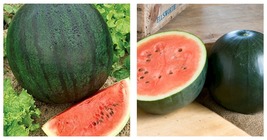 75 Seeds Sugar Baby Watermelon Seeds Fresh Garden Seeds FREE SHIP - £16.72 GBP