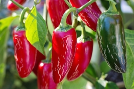 20 seeds Chilli Red Jalapeno Chili Hot Pepper Seeds, small organic vegetables ed - £7.88 GBP