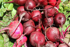 250 Early Wonder Beet Beta Vulgaris Vegetable Seeds From US - $8.35