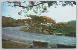 Flamboyant Trees Puerto Rico Scenic Road View By Louis Dormand Vintage Postcard - $14.45