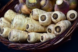 200 Harris Early model Parsnip Organic NON GMO seeds - £3.58 GBP