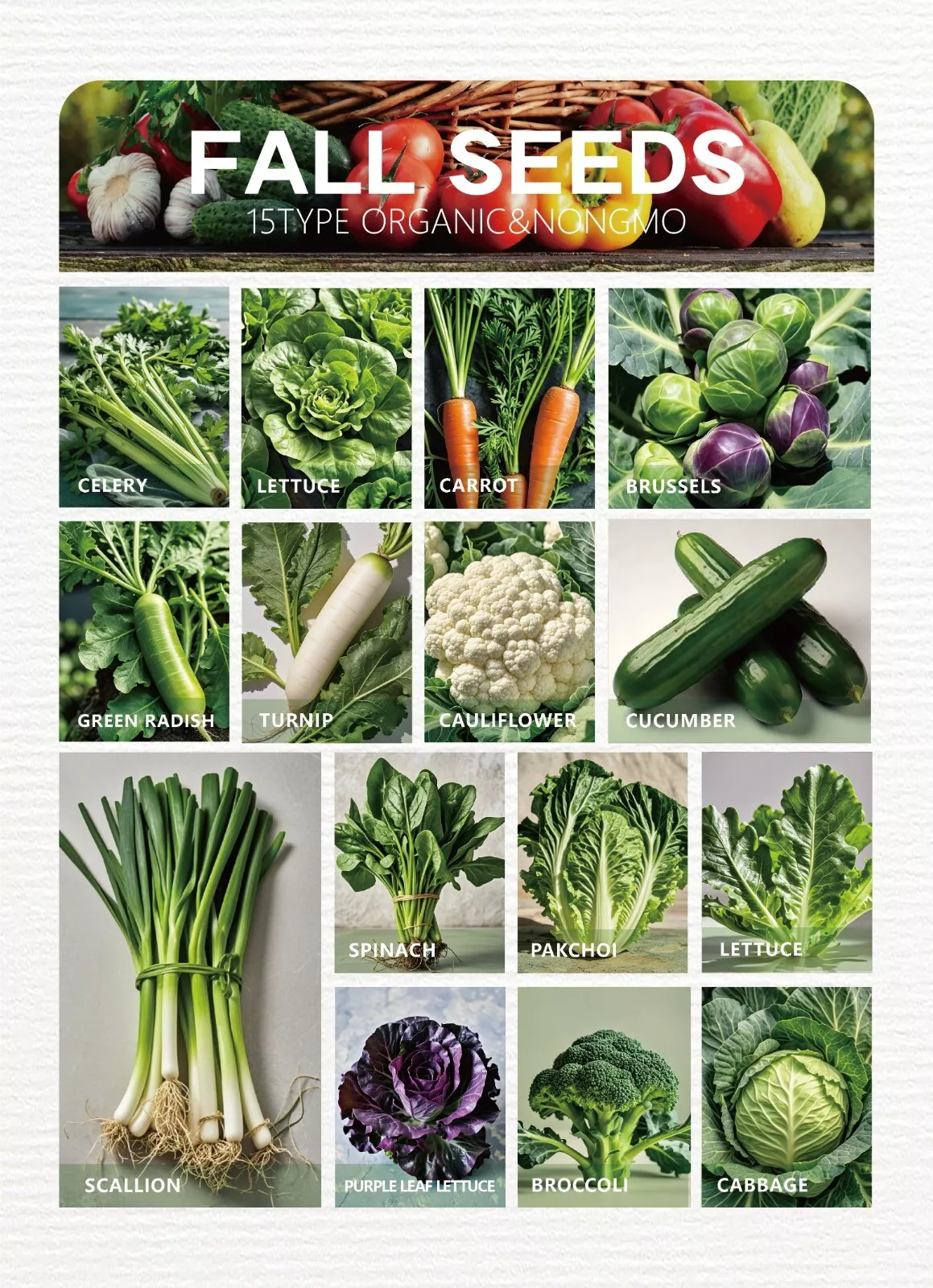 16 Varieties Fall Vegetable Seeds Over 20,000 Seeds - $18.90