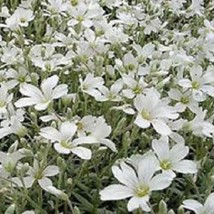 100 Snow In Summer Cerastium Fresh Seeds Fast Shipping - £18.77 GBP