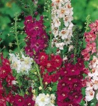 50+ Verbascum Phoenicium Flower Seeds Hybrids Mix Deer Resistant Perennial - £7.74 GBP