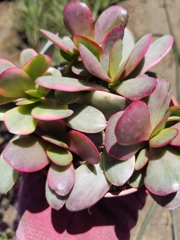 4&quot; Crassula Platyphylla Variegated - $10.99