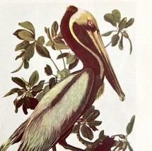 Brown Pelican Bird Lithograph 1950 Audubon Antique Art Print DWP6D - £23.76 GBP