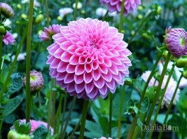 25 Sabrina Dahlia Seeds Flower Perennial Flowers Seed Flowering Bloom Fr... - $8.08