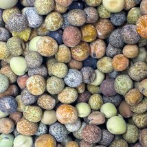 Roveja Pea Seeds US Fast Shipping - $40.48 MXN