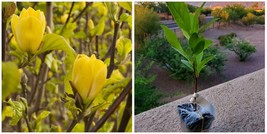 Yellow Bird Magnolia Shrub - Live Potted Plant, 6-12&quot; Tall Seedling 3&quot; Pot - H03 - £77.20 GBP