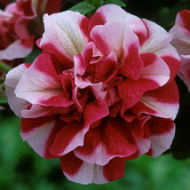 50 Double Red White Petunia Seeds Containers Hanging Baskets Window Box Seed USA - $14.49