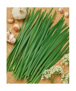 Garlic Chive Seeds Fast Delicious Herb Half Gram 100 Seeds Fast US Shipping - €12,60 EUR