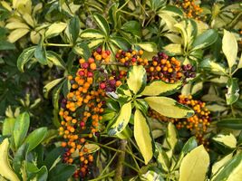 Dwarf Umbrella Tree Schefflera arboricola 100 Seeds - €9,27 EUR