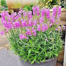 LWSTORE 50 Obedient Plant Flower Seeds Native Wildflower Deer Resistant Containe - £8.05 GBP