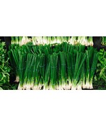 HeirloomSupplySuccess 50 Heirloom Scallions Evergreen White Bunching Onion Seeds - $2.99