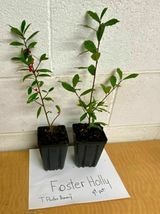 2 FOSTER HOLLY qt. pot image 2
