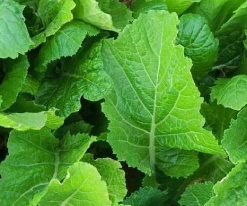 Mustard Seeds 300+ Florida Broadleaf Healthy Leafy Greens Fresh Seeds - £4.98 GBP