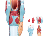 2X Enlarged Human Throat Model Scientific Anatomy Model of Larynx Pharyn... - £67.61 GBP