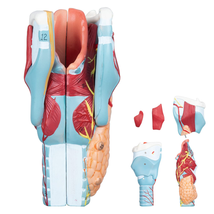 2X Enlarged Human Throat Model Scientific Anatomy Model of Larynx Pharyn... - $82.69
