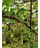 Tree Of The Pumpkins Crescentia Cujete 10 Seeds - Seeds - $3.22