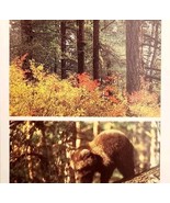 1988 Lake Baikal Taiga Forest Grizzly Cub USSR Russian Print Card Cold W... - $559.01 MXN