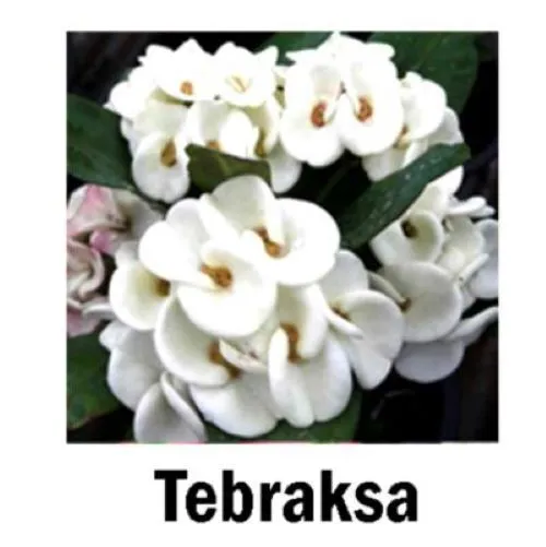 Tebraksa Crown Of Thorns Euphorbia Milii Christ Plant Starter Plant Garden - £34.58 GBP