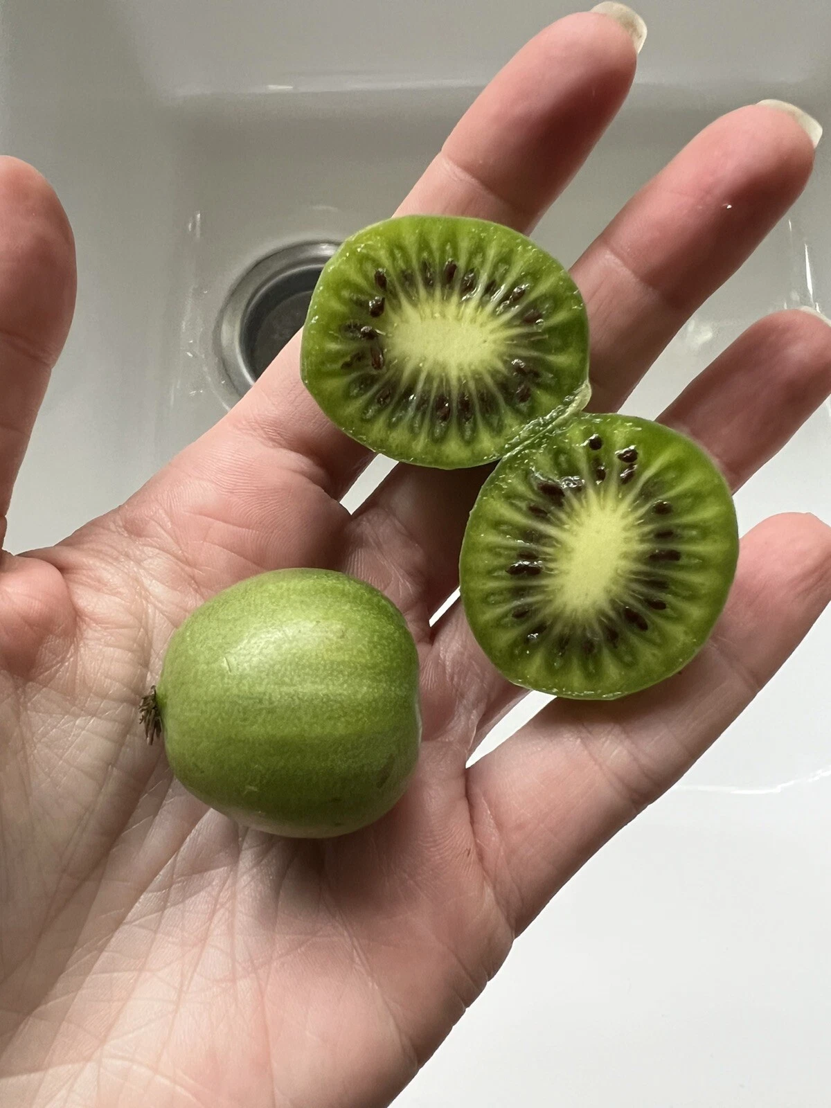 50 Issai Kiwiberry Seeds Arctic Grape Superfruit Garden Plant Hardy Fast... - $6.59