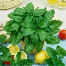 Lemon Balm Herb Seeds Melissa Officinalis 200 Seeds - $12.98