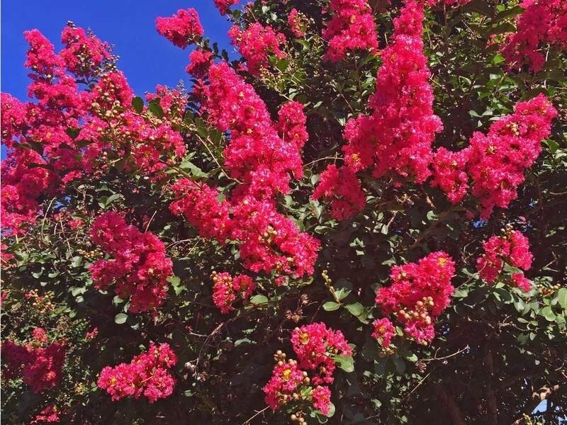 20 Dallas Red Cape Myrtle Seeds Tree Flower Perennial Flower Seed Fresh ... - $9.58