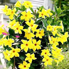 YELLOW Mandevilla Dipladenia Vine Live Plant 8 inches tall