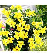 YELLOW Mandevilla Dipladenia Vine Live Plant 8 inches tall - $88.00