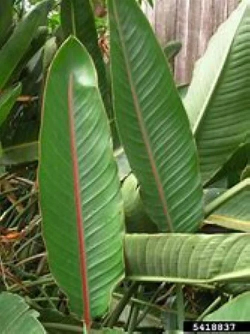 Strelitzia reginae ( bird of paradise, crane flower ), 10 seeds - $10.31