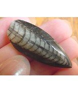 (F370-S) Orthoceras marbilized fossil straight horn shell nautiloid ceph... - $8.59