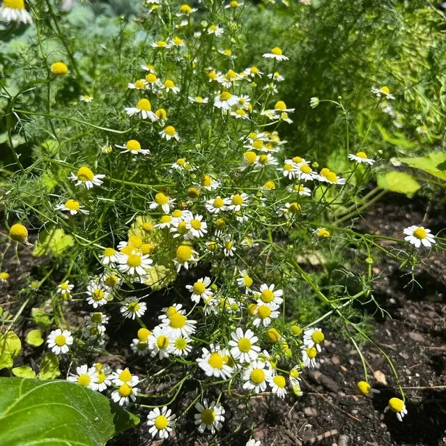 German Chamomile Herb Heirloom Seeds 400 Seeds Fresh Garden - £17.28 GBP