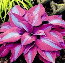 150Pcs/Pack Hosta Flower Seeds Garden Perennials Ornamental Promotion SS - $1.45