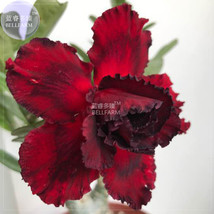 Adenium Blackish Dark Red Desert Rose Flower Seeds 2 seeds 5 layer big blooms ho - £7.80 GBP