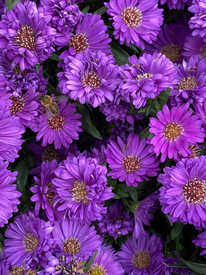 Purple Gem Marigold 25 Seeds Planting US Seller - £7.67 GBP