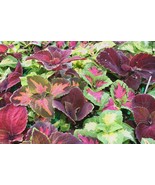Coleus Shade Foliage 100 Seeds Free Shipping - $76.02 MXN