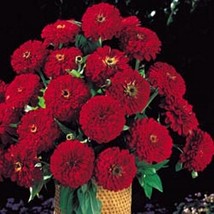 Item image 1 image 1